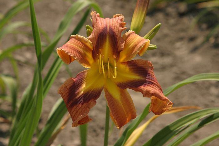 Quilt Patch - HEMEROCALLIS