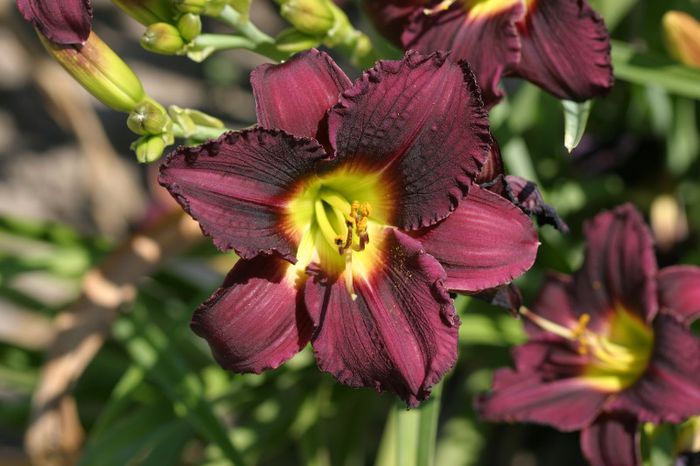 Romulus - HEMEROCALLIS