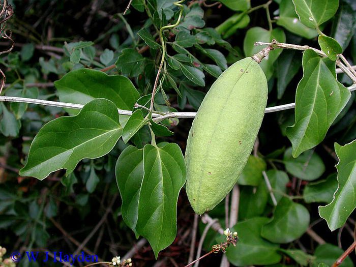 Amphilophium paniculatum