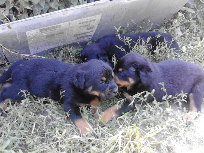 IMG_20130704_121456 - Rottweiler pui de vinzare cu pedigree