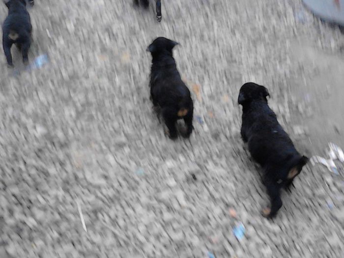 IMG_20130711_193526 - Rottweiler pui de vinzare cu pedigree
