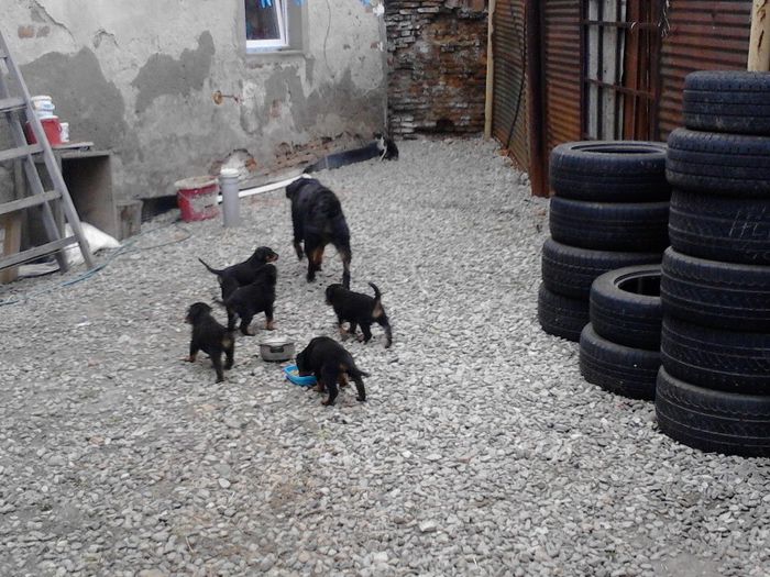 IMG_20130711_193530 - Rottweiler pui de vinzare cu pedigree