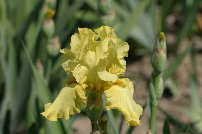 Pride of Ireland (2) - IRIS GERMANICA