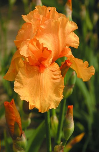 Sky Fire (17) - IRIS GERMANICA