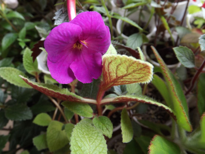 DSCF0848 - ACHIMENES