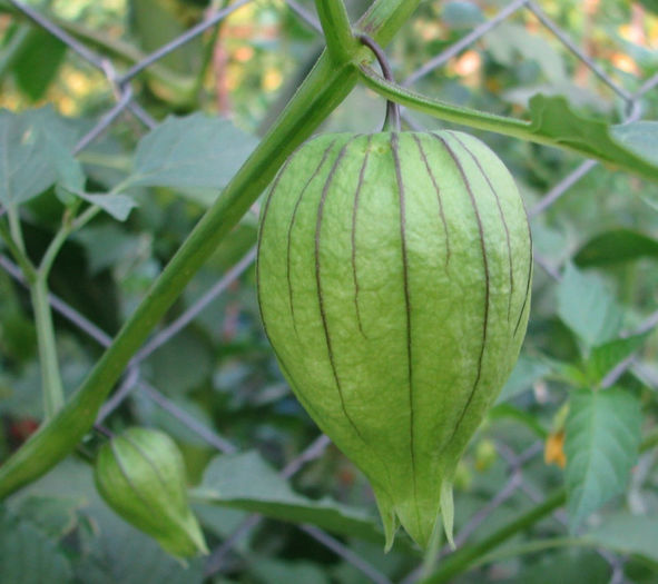 Tomatillo