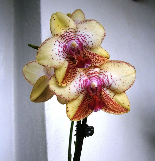 P7270008 - Phalaenopsis