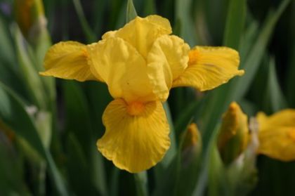 Iris pumila Brasie