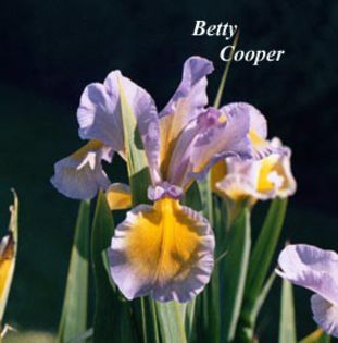 iris spuria Bettycooper1