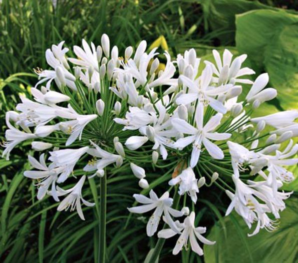 Agapanthus White Heaven