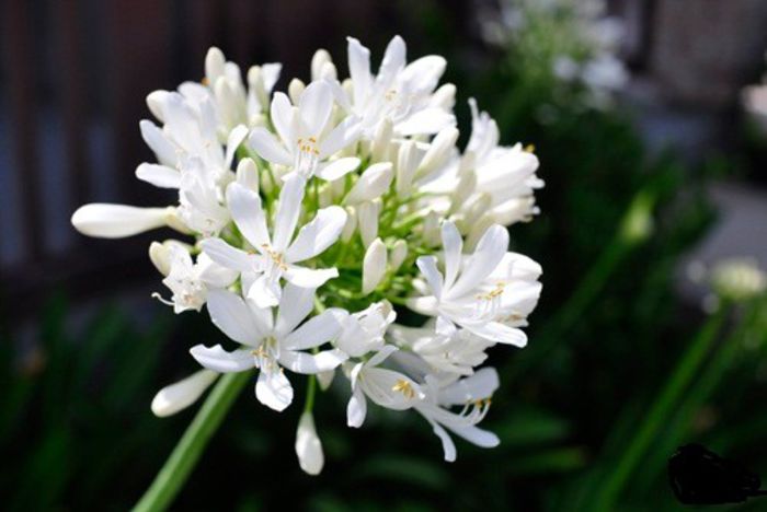 agapanthus white - PLANTE PERENE