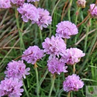 Armeria pseudoarmeria 2 - PLANTE PERENE