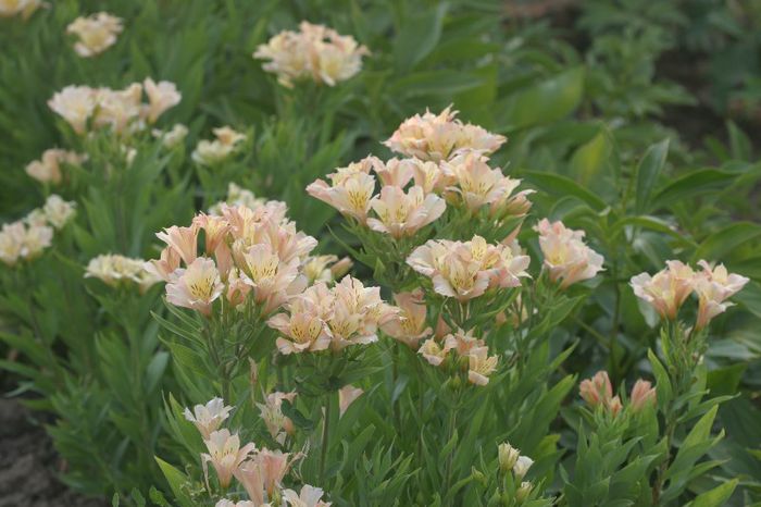 Alstroemeria Inca Ice 2