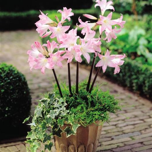 Crinum powelli - PLANTE PERENE