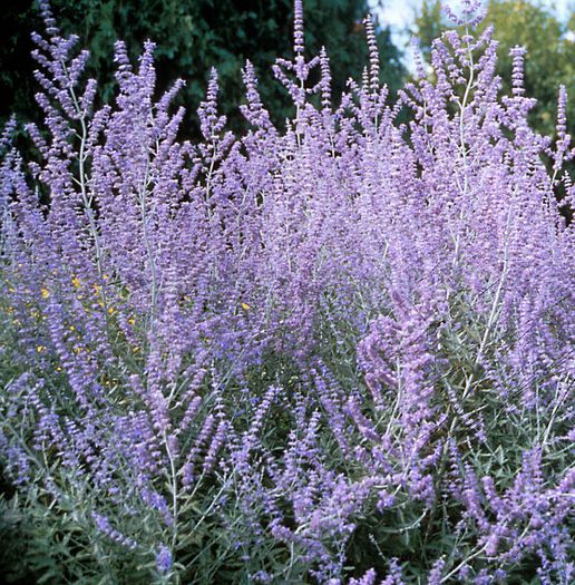 Perovskia atriplicifolia[1]