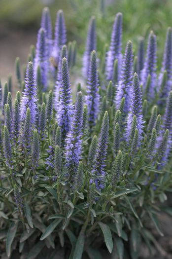 Veronica hybrida Blue Bouquet