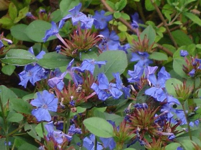 Ceratostigma plumbaginoides 1