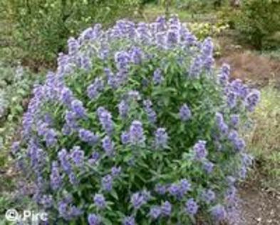 caryopteris.