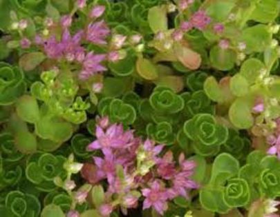 Sedum diverse