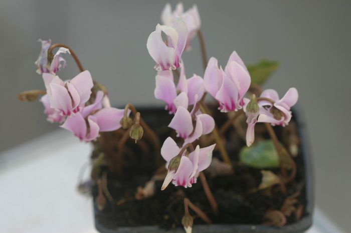 Cyclamen.