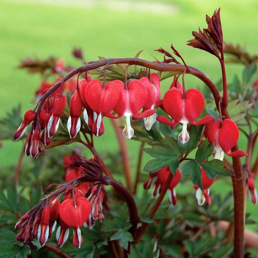 Dicentra-Valentine - DICENTRA