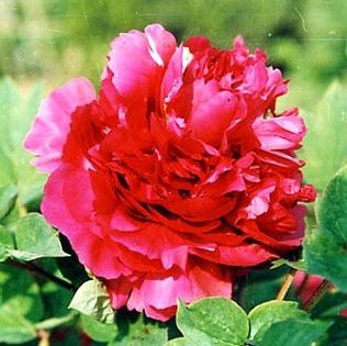 Paeonia suffruticosa Red