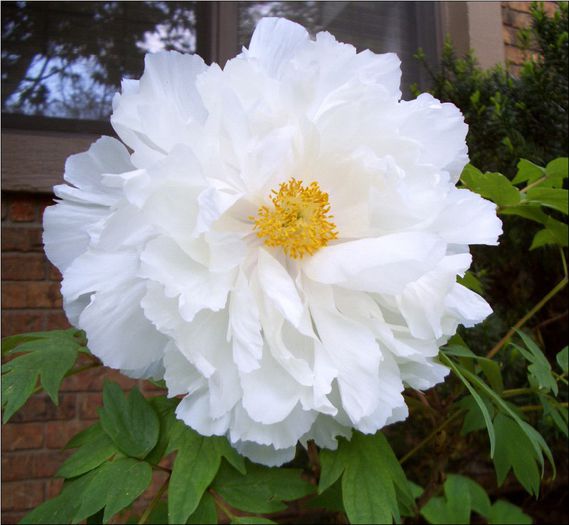 Paeonia suffruticosa White