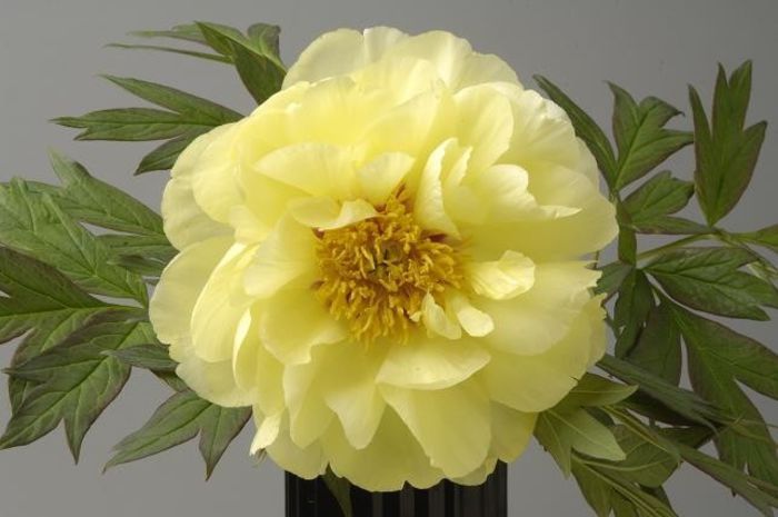 Paeonia suffruticosa Yellow