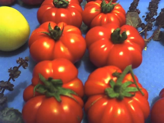 30-07-13_TOMATE COSTOLUTO FIORENTINO