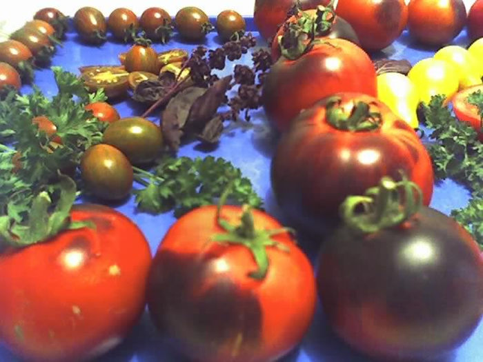 30-07-13_TOMATE_OSU BLUE