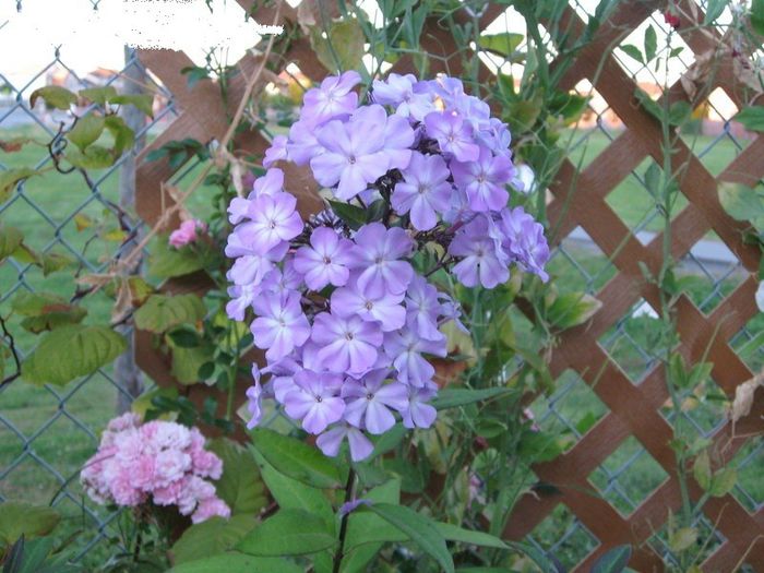 Phlox p. Blue Boy