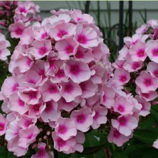 Phlox p. Bright Eyes