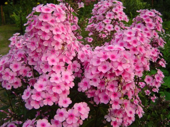 phlox paniculata Miss Pepper