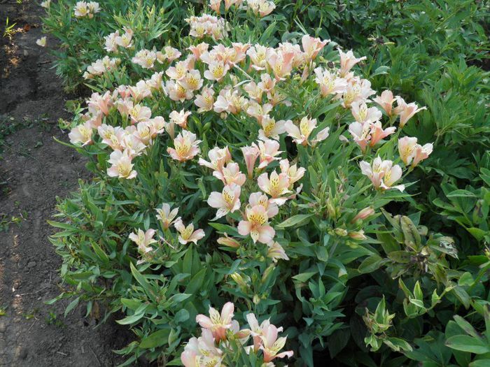 Alstroemeria Inca (1)