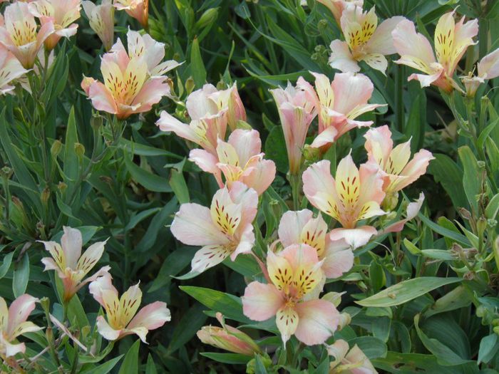 Alstroemeria Inca (2)