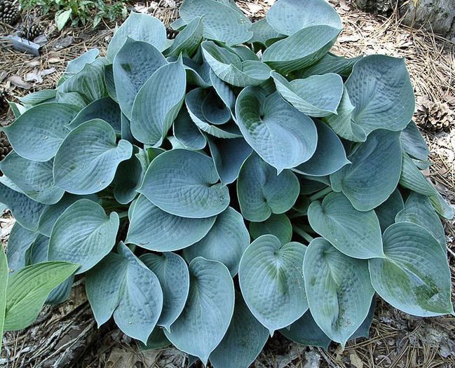 Hosta Blue Wedgwood