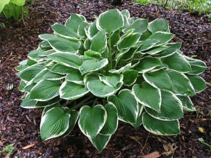 Hosta Francee