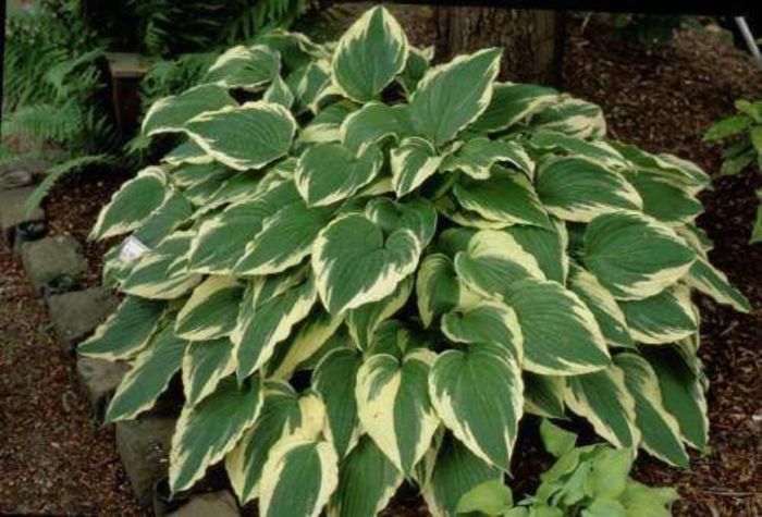 hosta Moerheim