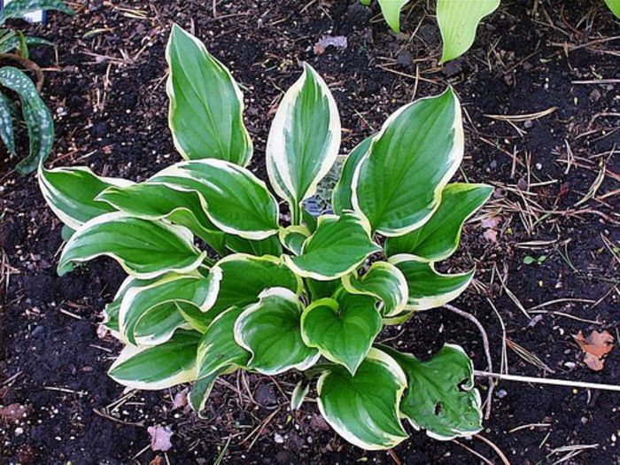 Hosta So Sweet