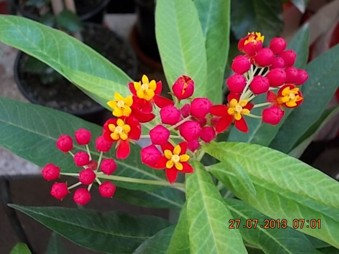 asclepias curassavica