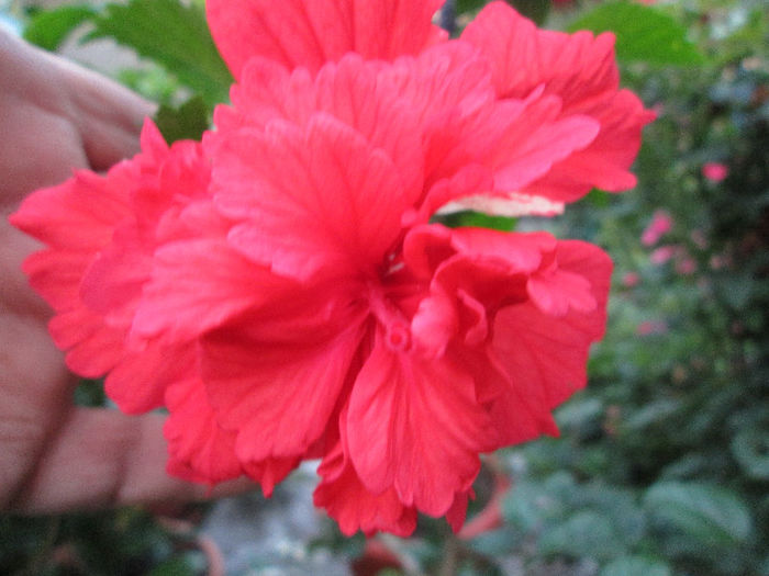 hibiscus - sfarsit de iulie 2013