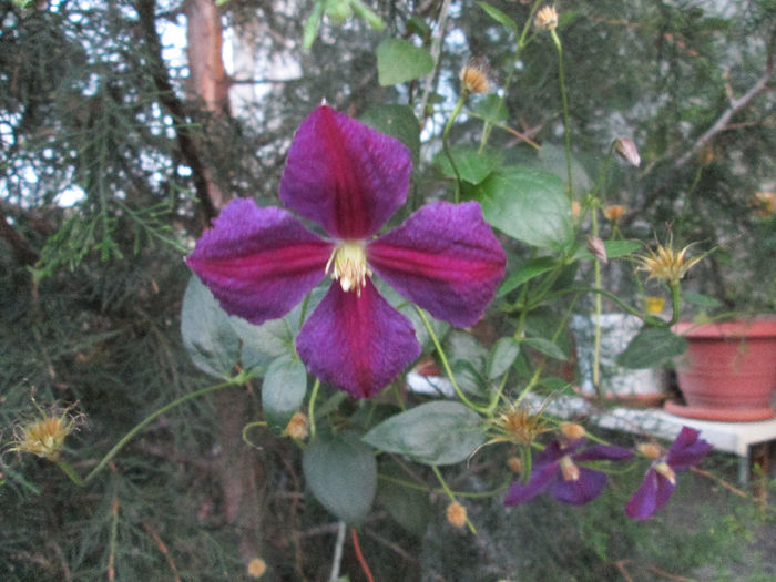 clematis - sfarsit de iulie 2013