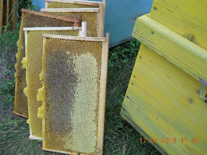 rame cu miere la extras - Pastoral la floarea-soarelui 2013