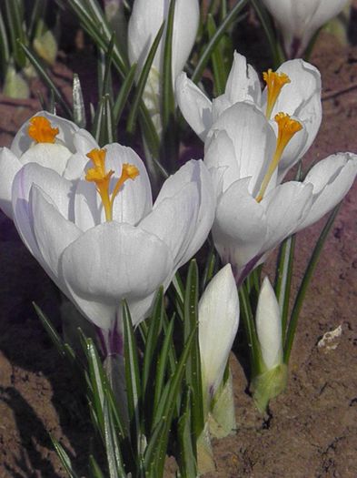 Crocus Jeanne d