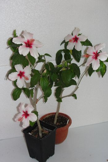 hibiscus Natal - Hibiscus-2