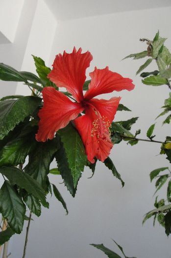  - Hibiscus-2