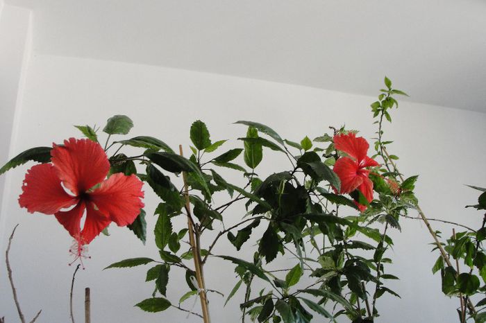  - Hibiscus-2