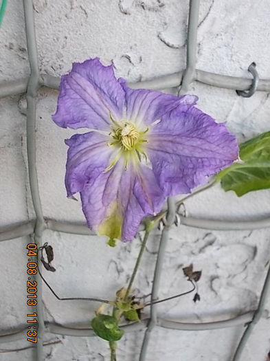 clematis jackmanii