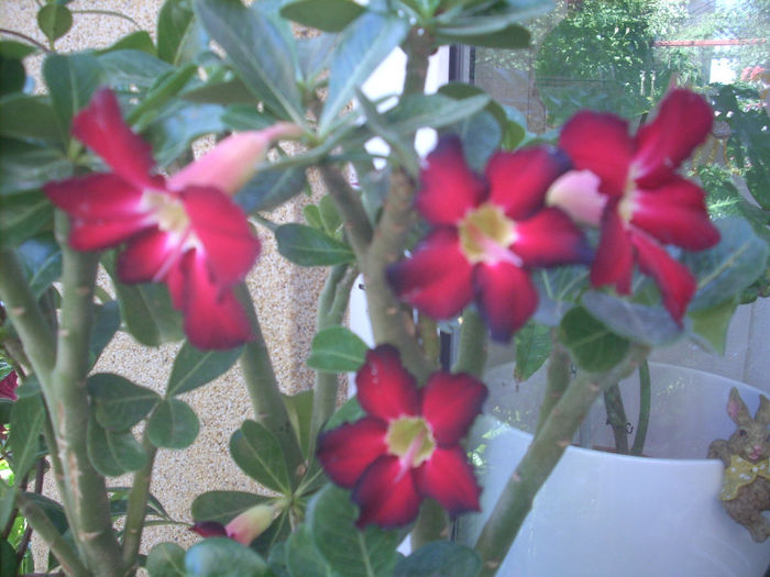 adenium - august 2013