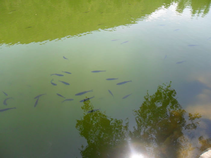 lacul de la  manastirea Brancoveneasca